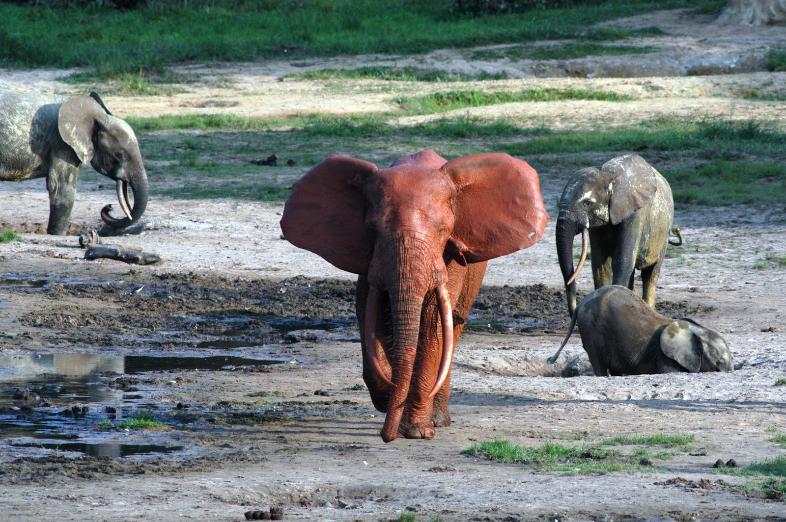 Elephants are big cats. Красный слон. Рыжий слон. Красный Слоник. Красные слоны.